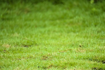 Naklejka premium green grass texture background with natural soft-focus bokeh effect. Perfect for abstract spring or summer backdrops and lawn care designs.