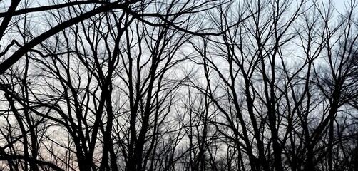 Bare branches of a winter grove create intricate silhouettes,  woodland,  shadows