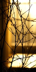 Silhouetted branches paint delicate lines against a diffused, warm radiance, a study in quiet forms,  defocused,  texture