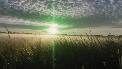 Golden Hour Glow - Serene Field at Sunset with Dramatic Sky.