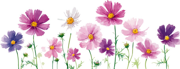 Bordure d&eacute;corative florale de cosmos aquarelle aux teintes vari&eacute;es de rose, violet et blanc, sur fond transparent, &eacute;voquant la fra&icirc;cheur printani&egrave;re.