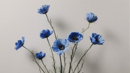 Vibrant Blue Anemone Flowers Gracefully Arranged Against a Soft White Background.