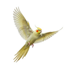 A single cockatiel bird in flight