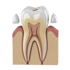 Cross-sectional anatomy of a human tooth with nerve and gum structure