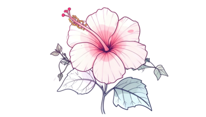 Delicate illustration of a hibiscus flower with soft pink petals, stamens, and foliage