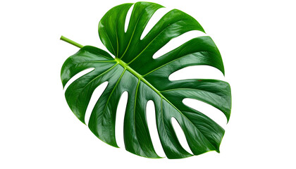 Lush, glossy, vibrant green Monstera leaf against a black background. Veins visible