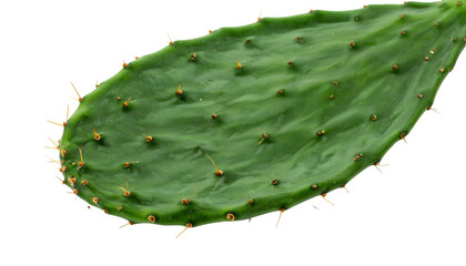 Close-up of a vibrant green prickly pear cactus pad with spines on a black background