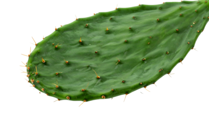 Close-up of a vibrant green prickly pear cactus pad with spines on a black background