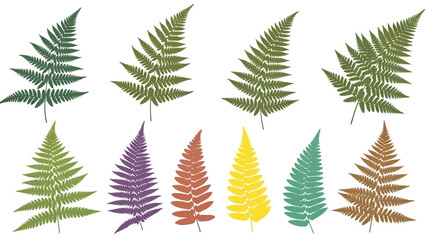 Obraz premium Collection of colorful fern leaves isolated on white background for design elements