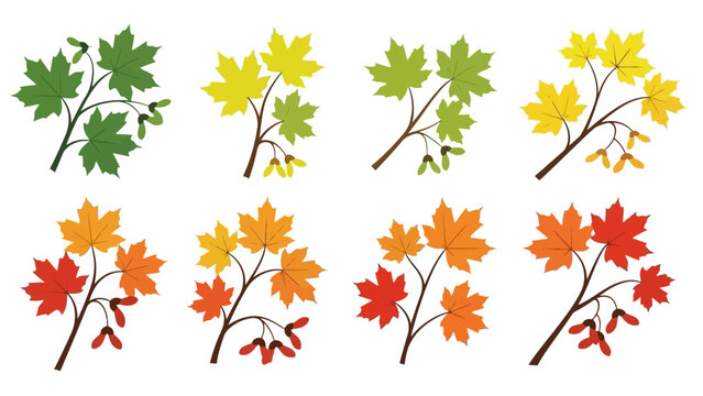 Collection of colorful maple leaves and seeds representing different seasons