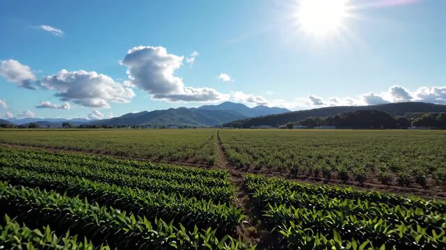 Landscape of corn planting land in the fields