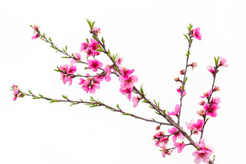 An isolated peach tree branch with vibrant pink flowers and young green leaves, against a clean white background, spring bloom