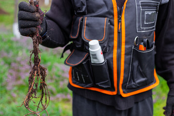 A gardener in a work vest with multiple pockets holds seedlings with exposed roots, ready for planting and care