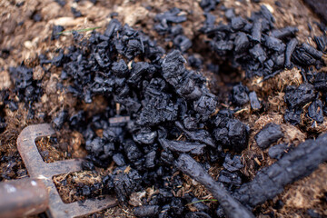 Close-up of homemade biochar with a garden trowel and spreading it into soil in a vegetable garden. Sustainable homestead gardening concept.
