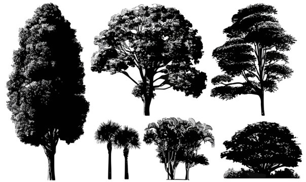 Vektor-Silhouetten-Set verschiedener B&auml;ume und B&uuml;sche, ideal f&uuml;r Landschaftsgestaltung und Architekturentw&uuml;rfe, isoliert auf transparentem Hintergrund.