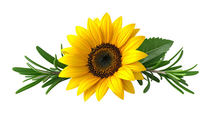 Fototapeta premium Sunflower with green herb sprigs and leaves. On a black background, centered