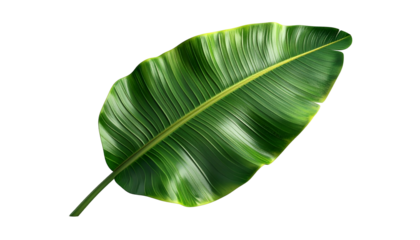 A detailed image of a vibrant green banana leaf, isolated on a black background