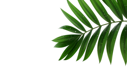 A vibrant, green palm frond with water droplets, isolated on a stark black background