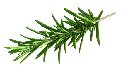 Fototapeta premium Isolated sprig of fresh, green rosemary, with needle-like leaves and a light-brown stem
