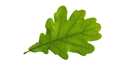 Obraz premium Isolated oak leaf with serrated edges, displaying intricate veins, on a black background