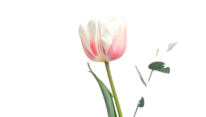 Isolated, delicate tulip with white, pink petals, a green stem, and minimal foliage