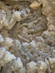 fresh raw fish, crab, closeup, shell, beach