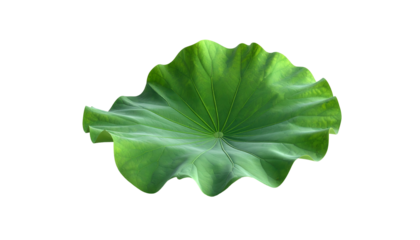 Isolated, vibrant green lotus leaf, showing texture and radiating veins, on a black background