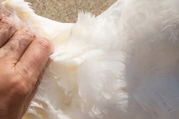 White goose down raw material © Lili.Q