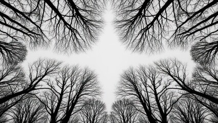Black and white image looking up through bare tree branches toward a bright sky