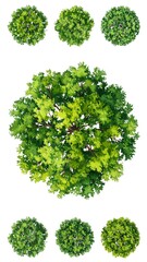 Naklejka premium Overhead view of various trees (1)