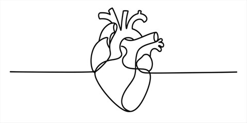 Minimalist continuous line drawing portraying the anatomical structure of a human heart Vector, illustration