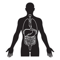  Anatomical diagram of the human body showing internal digestive and respiratory organs
