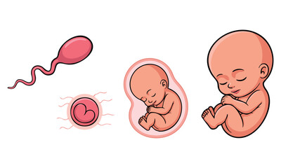 Fototapeta premium Medical vector illustration of foetus cartoon stickers showing human embryonic growth cycle gynecology theme human reproductive function educational artwork