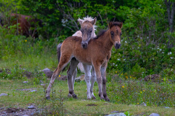 Two foals at Grayson Highlands
