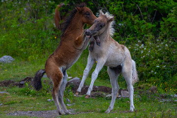 Two foals at Grayson Highlands