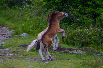 Two foals playing at Grayson Highlands