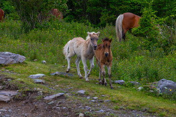 Two foals playing at Grayson Highlands
