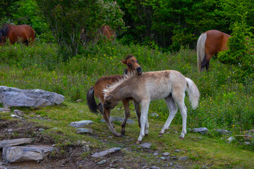 Two foals playing at Grayson Highlands
