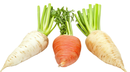 Carrot turnip and beetroot three winter root crops with green tops on transparent background