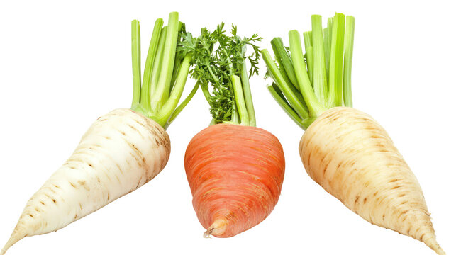 Carrot turnip and beetroot three winter root crops with green tops on transparent background