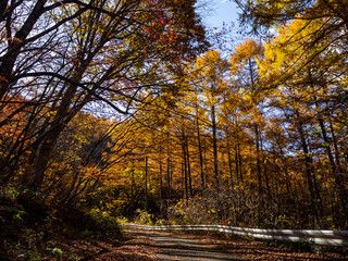 紅葉した秋の山　秋景色　長野県