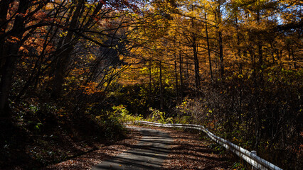 紅葉した秋の山　秋景色　長野県