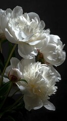 White Peonies Blooming in Shadow, Botanical Beauty, Fine Art