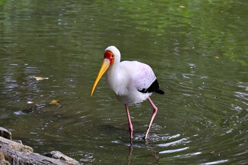 ガニ股が面白いアフリカトキコウ　ネオパークオキナワ