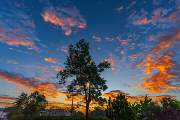 The silhouettes of the trees contrast with the morning sky.