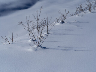雪に覆われた森　冬景色　長野県白馬村