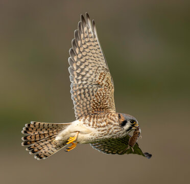 American kestrel (Falco sparverius) in flight with a mouse