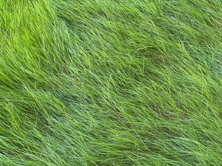 grass texture, close up, selective focus