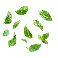 Naklejka premium Close Up Of Fresh Green Mint Leaves Isolated On Transparent Background Showing Detailed Texture and Natural Veins