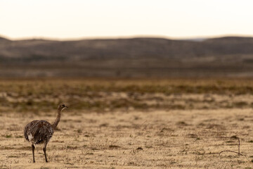 Telephoto of a Patagonian Nandu, also known as Darwins Nandoe -Rhea pennata- wandering around the arid grounds around Punta Arenas, Chile.